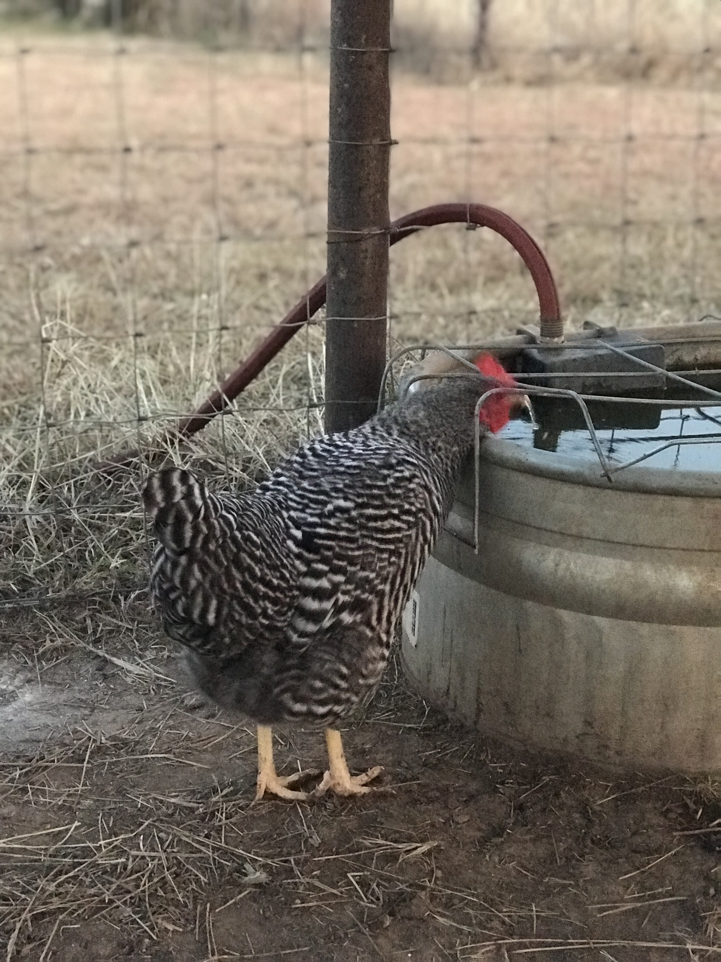 Chickens!!