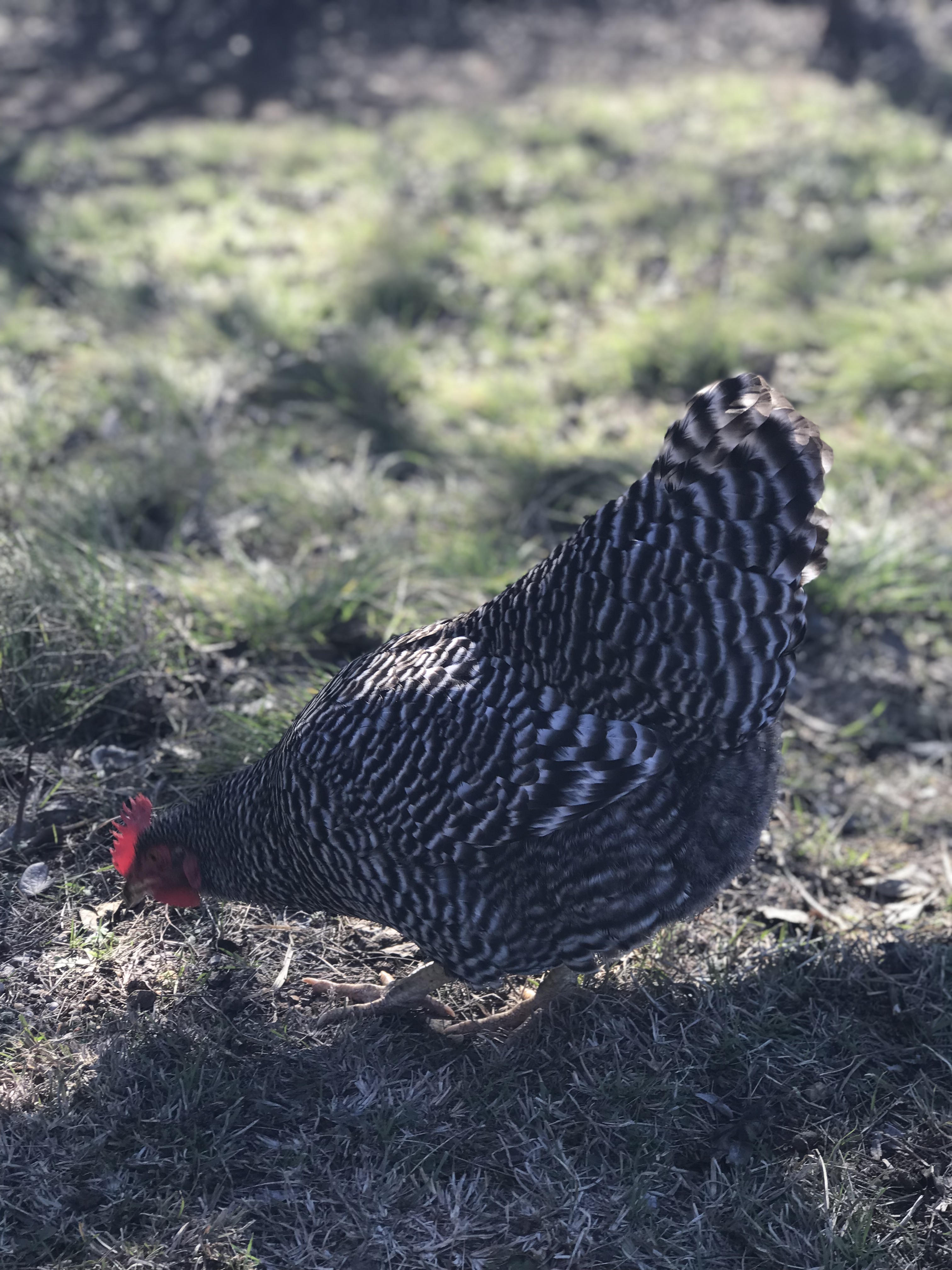What To Do With All These Eggs?!